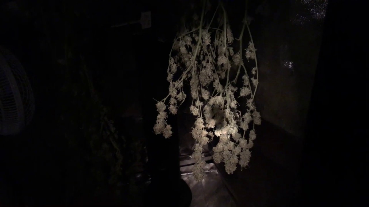 Growing Cannabis:  Week 9 of flower, drying