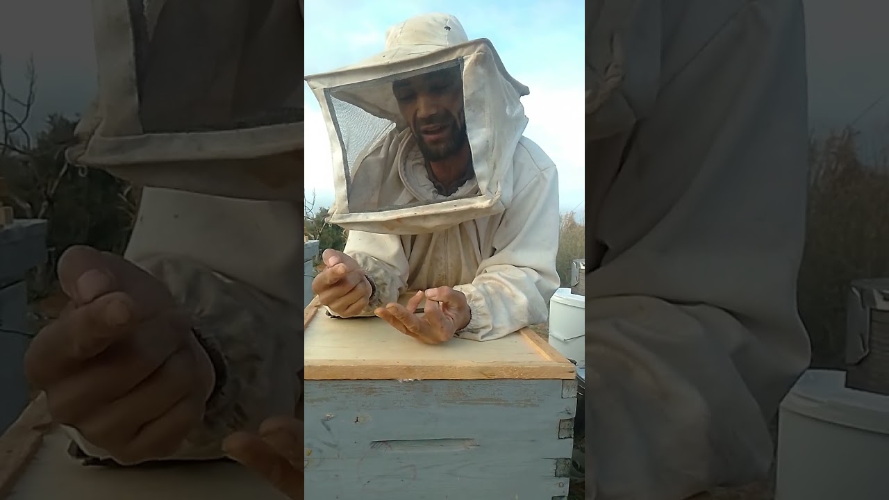 تخريب البيوت الملكية كبيرة في السن