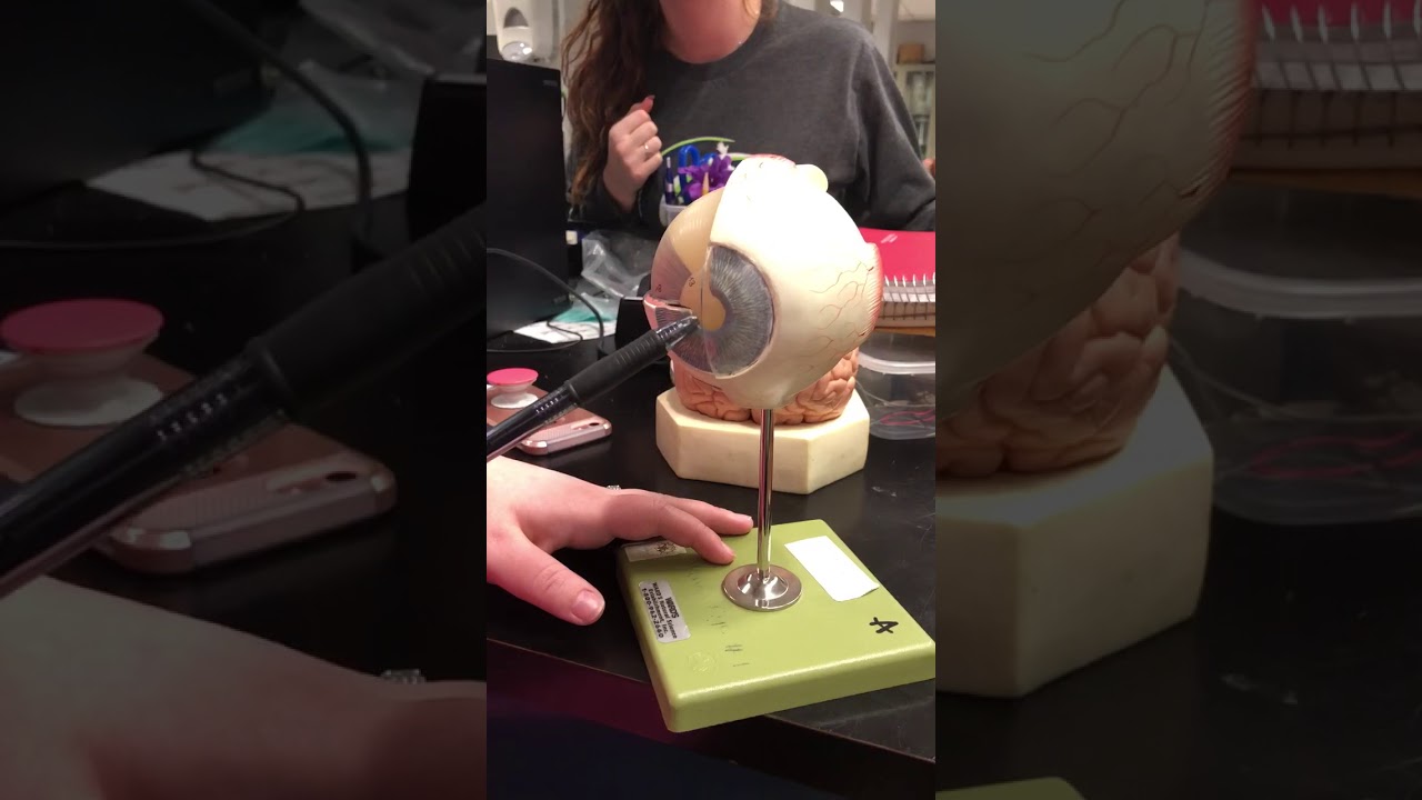 Eye Model Lab Exam 2