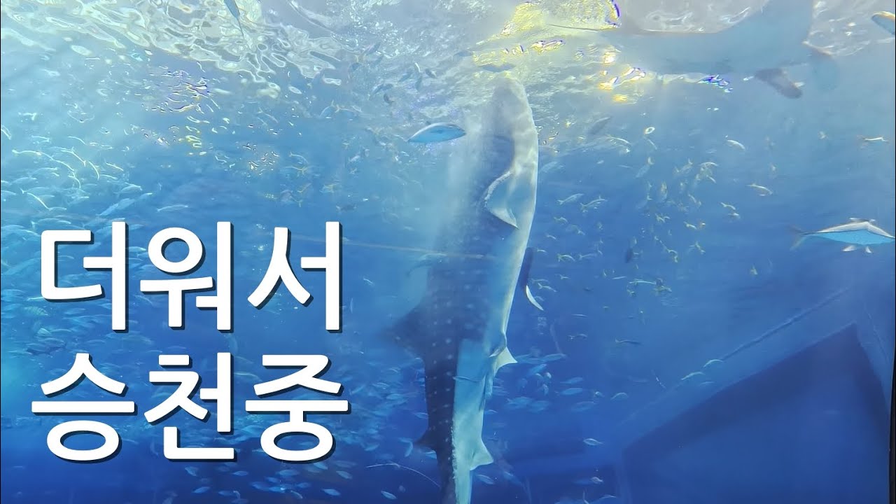 츄라우미 수족관 냉방은 인간적으로 좀 더 쎄게 해야 하는거 아닌가
