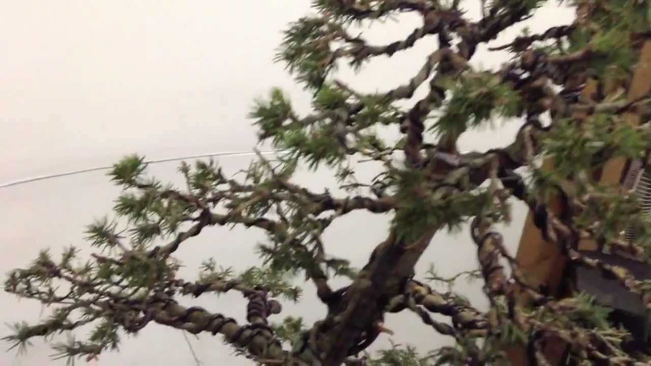 Creating a Bonsai from Spruce Nursery Material