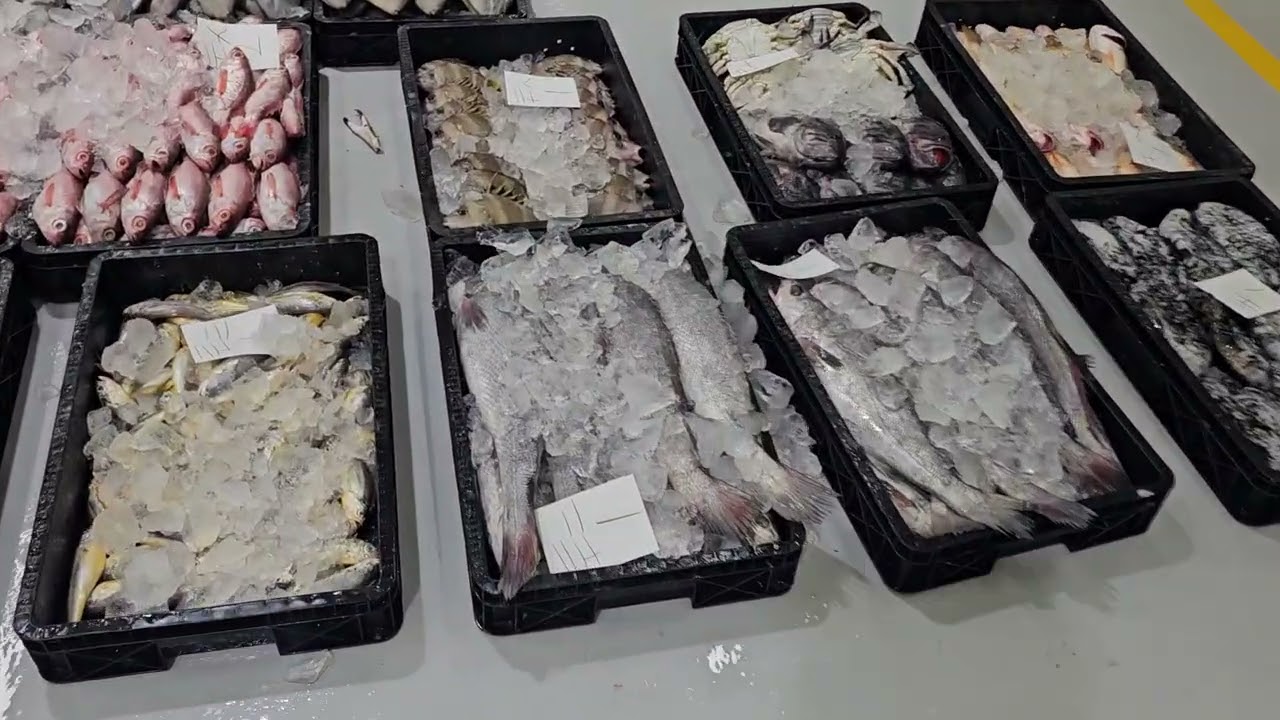 2026년1월22일 목포선어위판장영상 주문문의 ☎️010-6661-0165 풀치,세띠,두띠갈치,참돔,홍어,잡어,자랭이는 저렴함(오늘)