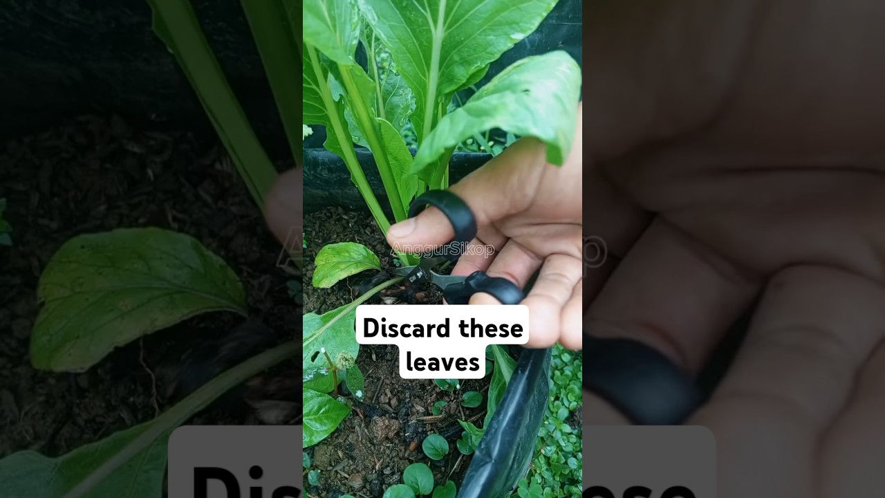 Mustard plant care #satisfyingcuts  #gardening #vegetables