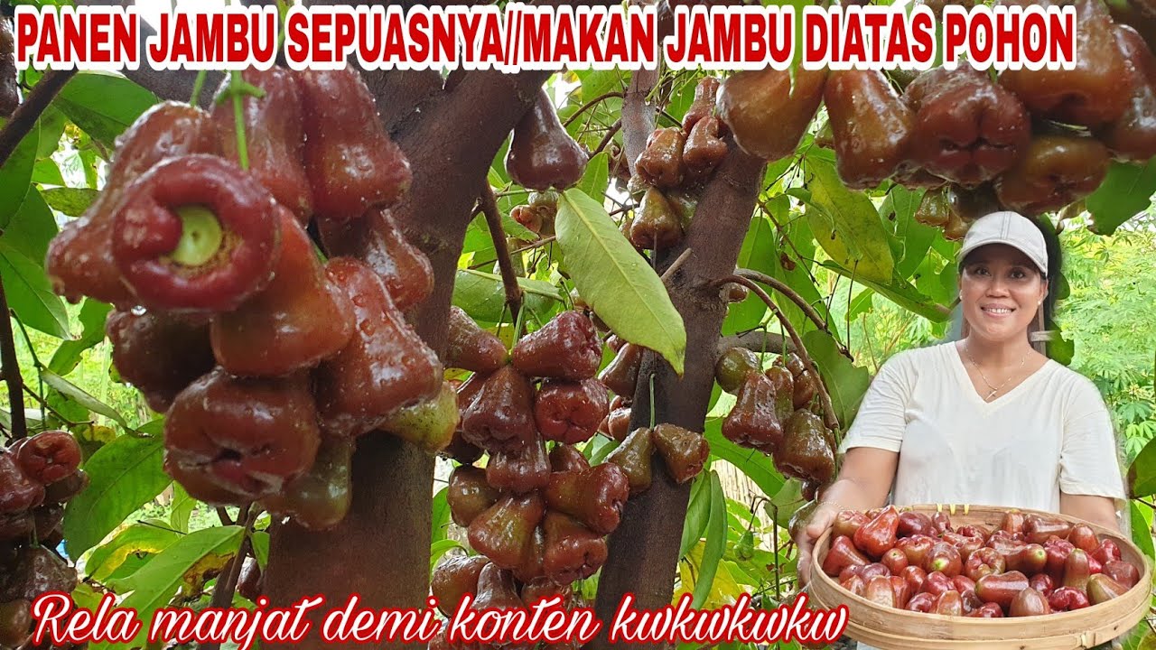 PANEN JAMBU CITRA BUAHNYA MELIMPAH,RELA MANJAT POHON DEMI KONTEN|MAKAN JAMBU SEPUASNYA DIATAS POHON
