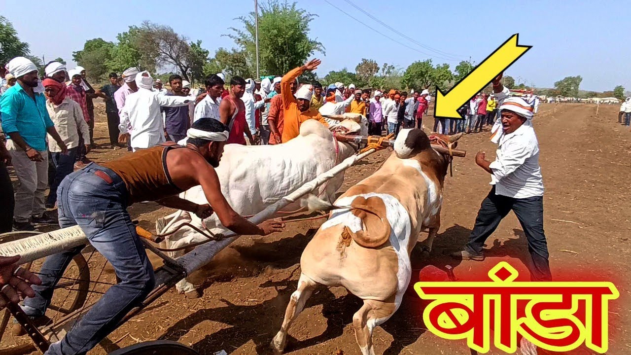 बांडा बैल । नांद एकच बैलगाड़ी शर्यत । मासरुल गावाचा शंकरपट । बैलगाड़ी शर्यत महाराष्ट्रर #shankarpat