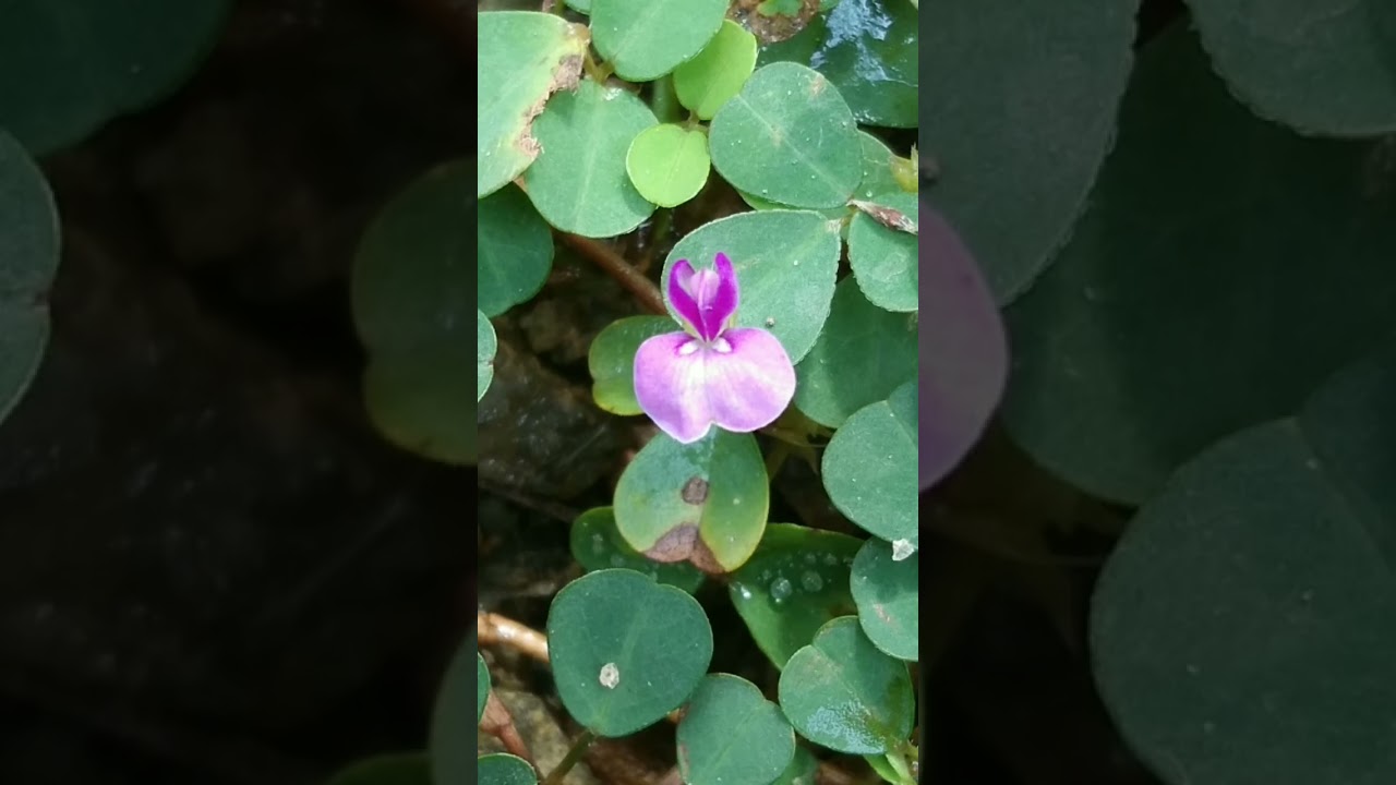 udupiyaliya# mal# 🥰 liek#SLisuru sampath