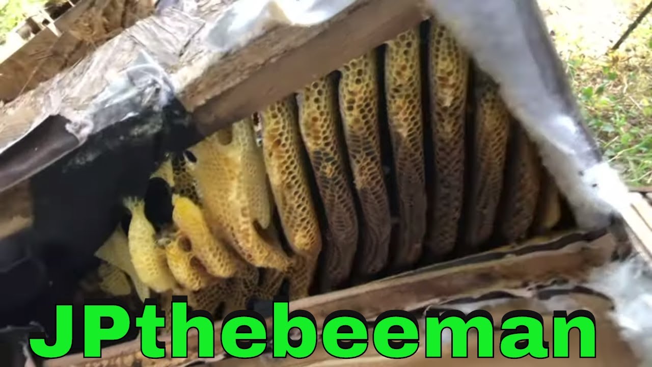 Bees In Da Couch