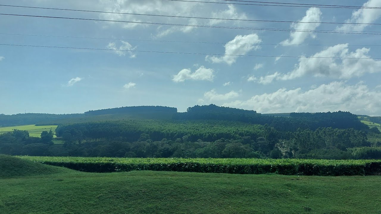 Kericho | The therapeutic environment in the vast evergreen tea farms of Kericho | Kenya 🇰🇪 