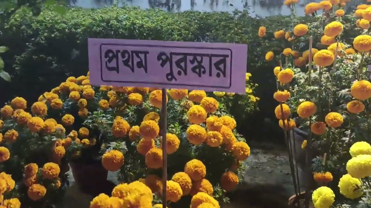 মালদা জেলা হর্টিকালচার অ্যাসোসিয়েশন আয়োজিত ৪৯তম পুষ্প প্রদর্শনী2026 চলছে,চলবে ১২ই জানুয়ারি পর্যন্ত