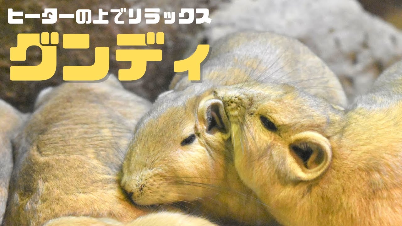 【きなこもち？】ヒーターの上で寝そべるグンディ（埼玉県こども動物自然公園　公式/SaitamaChildrensZoo official ）