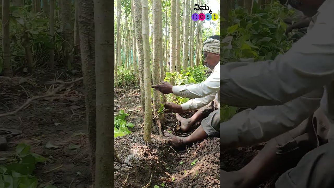 betel leaf Farming #farming #indianfarmer