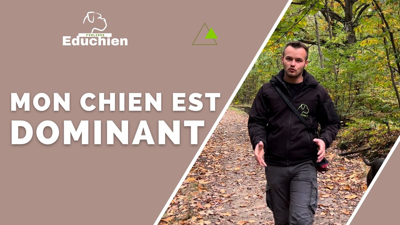 Mon chien est DOMINANT/ Le VRAI du FAUX - EDUCHIEN