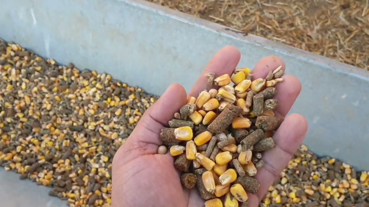 شاهدوا كيف كنت البدايه سبحان الله من اول فديوهات كنت خدام عند الاسباني شوفو العلف ديال الغنم