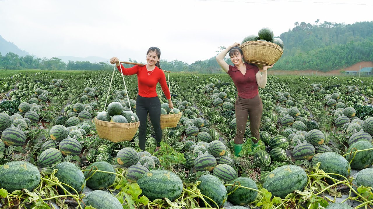 Harvesting  A Lot Of Watermelon With Phương Free Bushcraft Goes To Village Market Sell