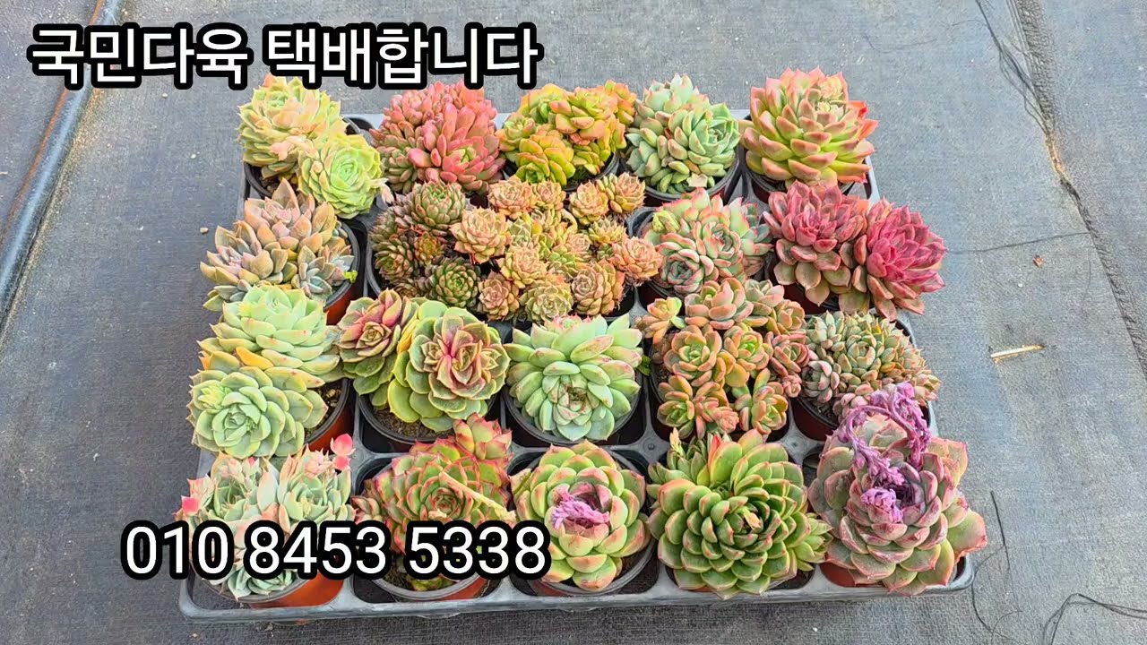 국민다육 택배합니다 주문주세요 