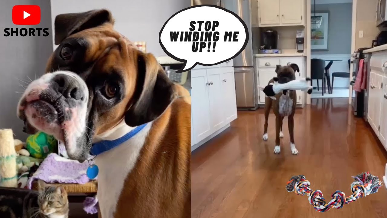 Boxer Dog Head Tilt #shorts