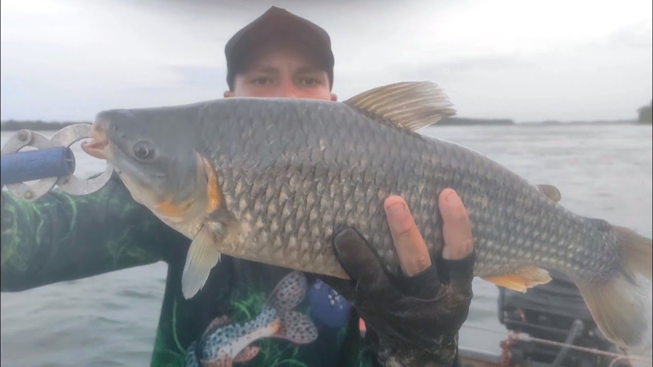 PIAUÇU GIGANTE, PIAPARA E DUBLE DE PIAU 3 PINTAS , ACHEI O CARDUME NO RIO PARANÁ