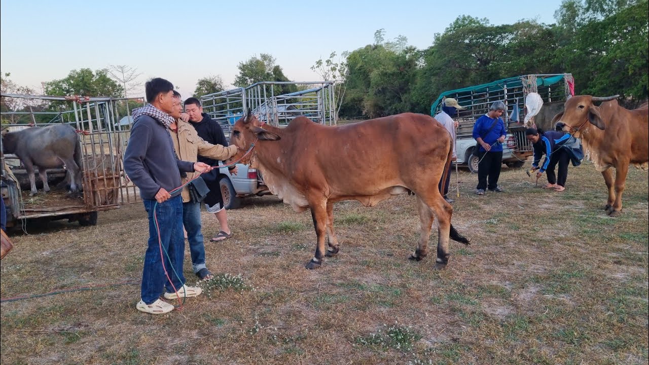EP.2158 ตลาดนัดโคกระบือ วัน ศุกร์ 23 ม.ค. 2569 #เดินดูวัวงาม #ราคาวัว | chợ gia súc | livestock