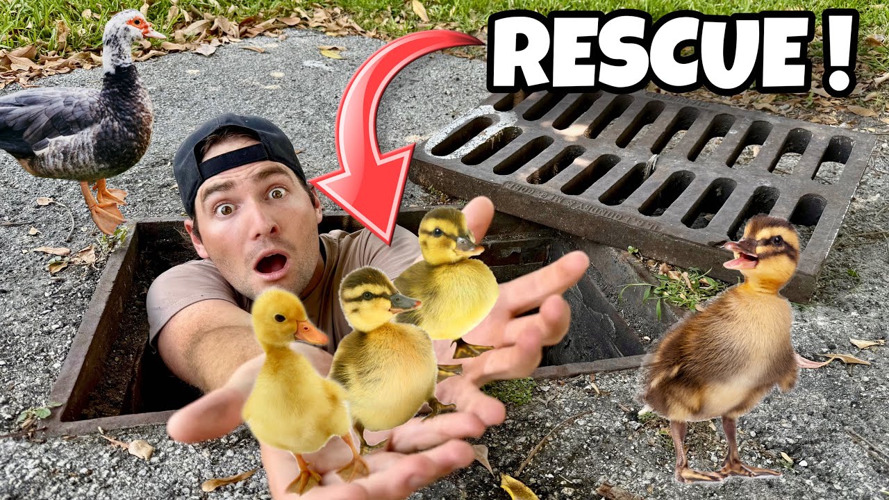 RESCUED BABY DUCKLINGS TRAPPED IN STORM DRAIN !