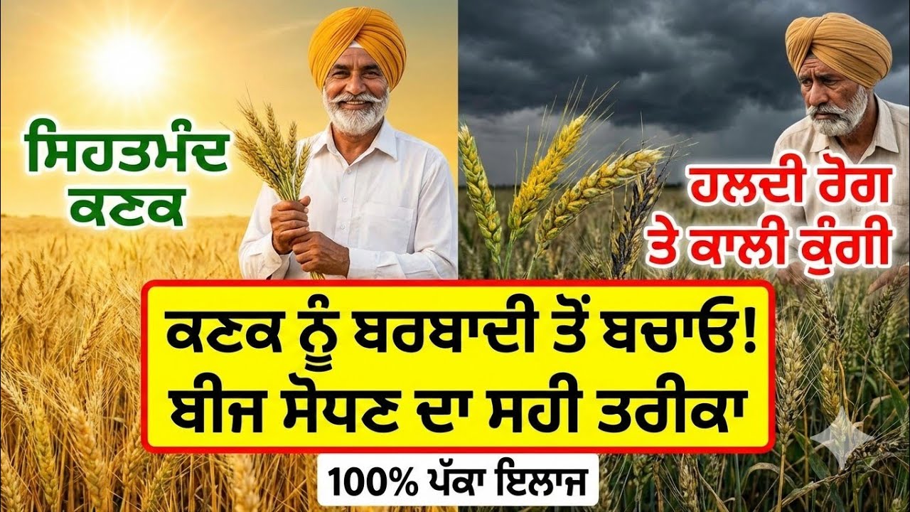 ਕਣਕ ਨੂੰ ਹਲਦੀ ਰੋਗ ਅਤੇ ਕਾਲੀ ਕੁੰਗੀ ਤੋਂ ਕਿਵੇਂ ਬਚਾਈਏ? 🌾 | ਬੀਜ ਸੋਧਣ ਦਾ ਸਹੀ ਤਰੀਕਾ | Wheat Farming Tips