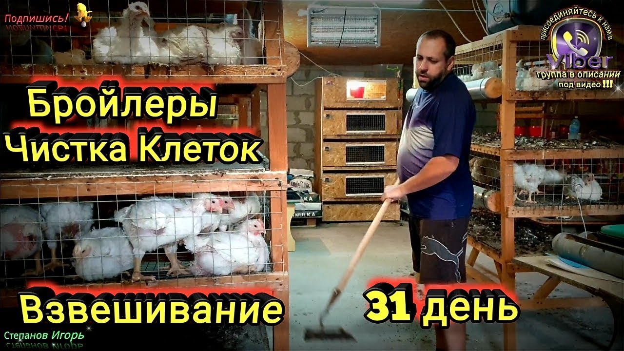 Бройлеры Чистка Клеток Взвешивание 31 день Говнянное это Дело