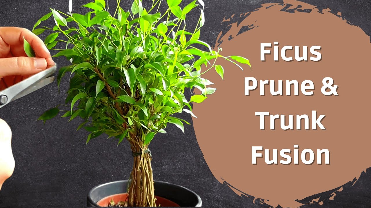 Ficus Bonsai Prune & Trunk Fusion - First Steps