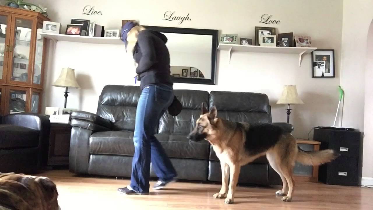 How to teach your dog to walk backwards.