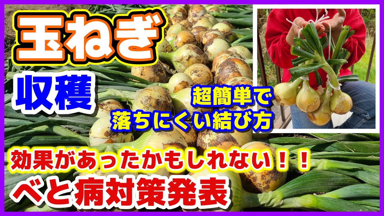 【玉ねぎ収穫】効果があったかもしれない！べと病対策／超簡単で落ちにくい結び方と保存方法（吊るし方・干し方）／早生玉ねぎ（七宝早生七号）／ベト病予防／家庭菜園