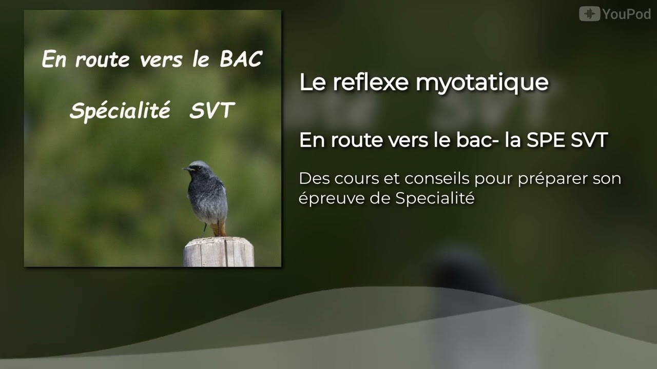 Révise ton bac- le réflexe myotatique