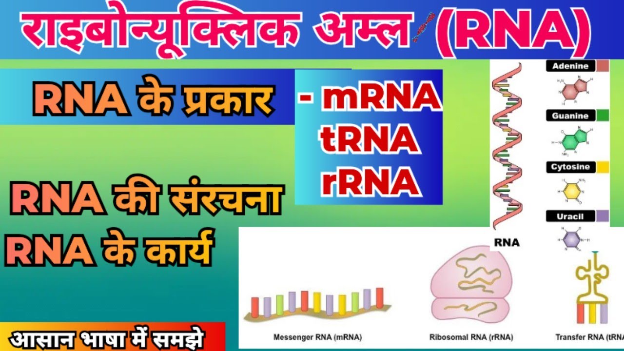 RNA (Ribonucleic Acid) in Hindi | Structure, Types & Functions of mRNA, tRNA, rRNA | what is RNA |