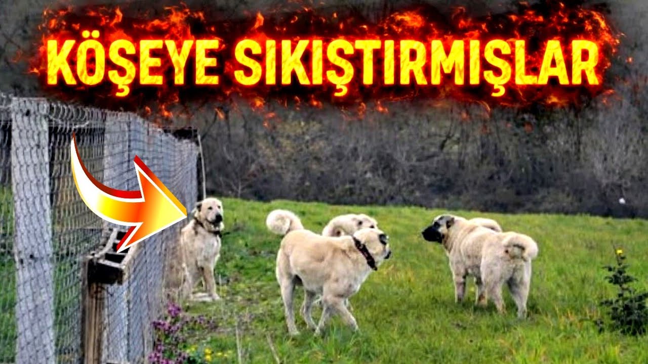 İLK GÜNDEN FİRAR EDEN YENİ KÖPEK DİĞERLERİNİN GAZABINA UĞRAMIŞ ! - DUMAN NASIL KAÇTI ?! 