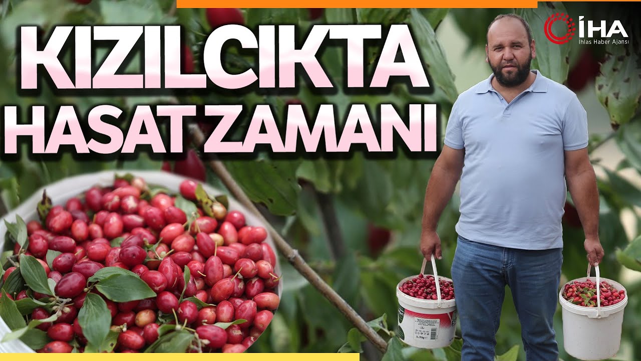 Bursa'da Kızılcık Hasatı Başladı