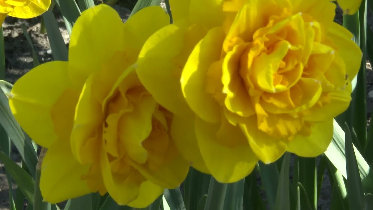 Lente in de Poldertuin.