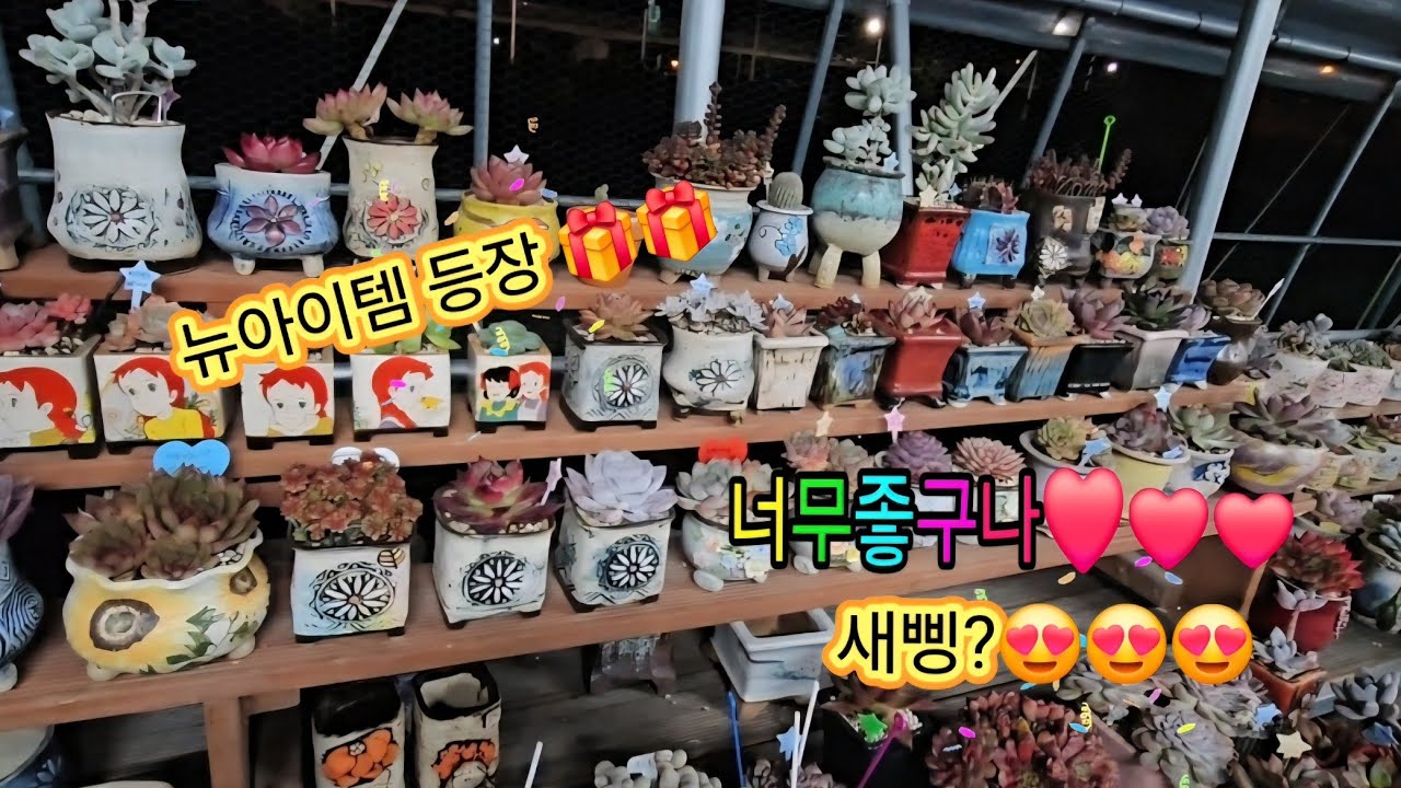 제 킵장에 작은 변화가 생겼어요 #유미유미tv #다육이 #Korean succulents #plants # garden