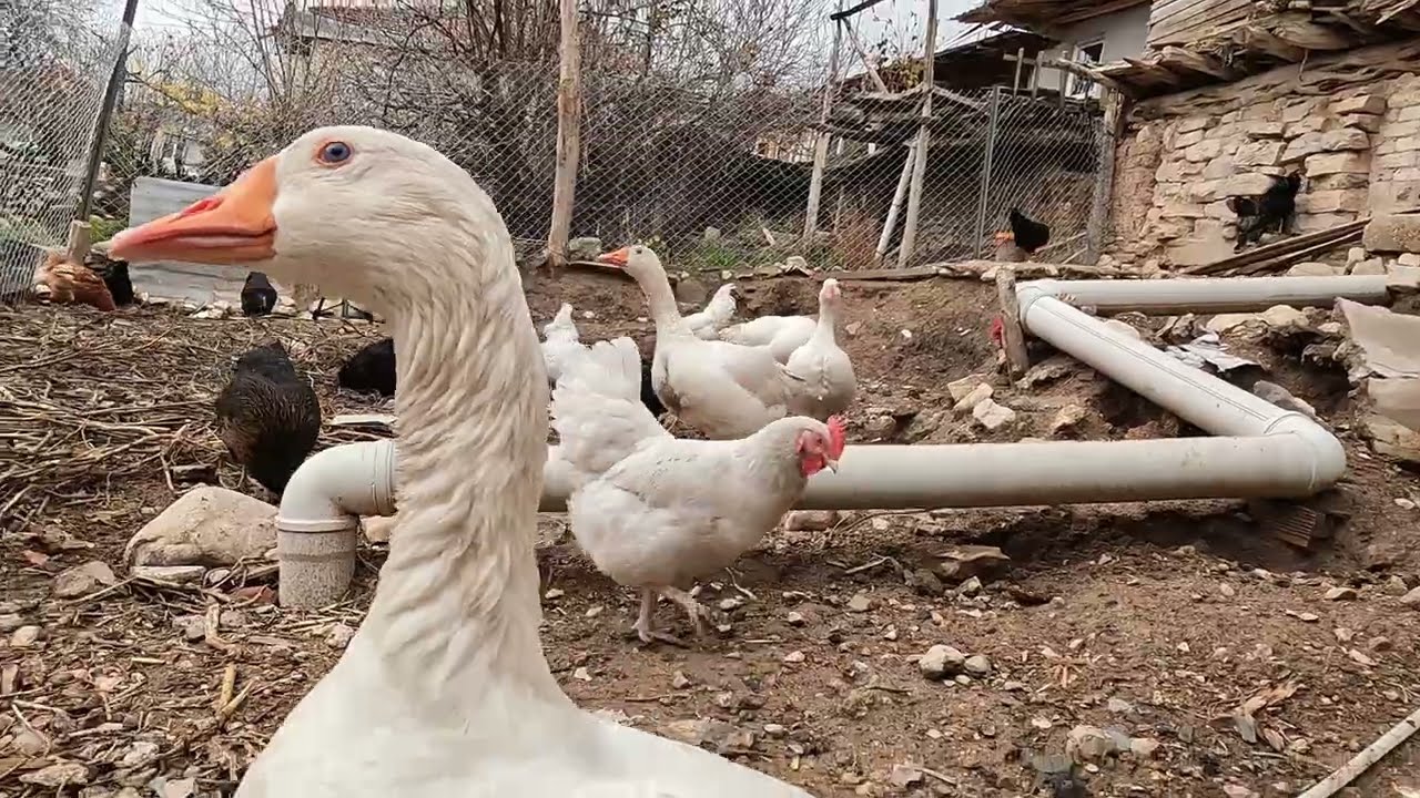 Korkuteli Yelten’de Köy Hayatı. Tavuk, horoz, kaz, bordercollie(messi) ve Goldenretriever(alice)