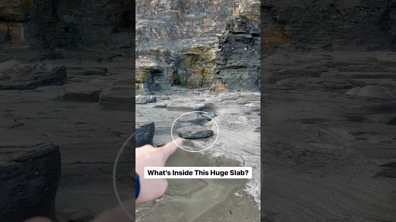 Fossil hunting for ammonites and shell remains #beach #forage #hunt