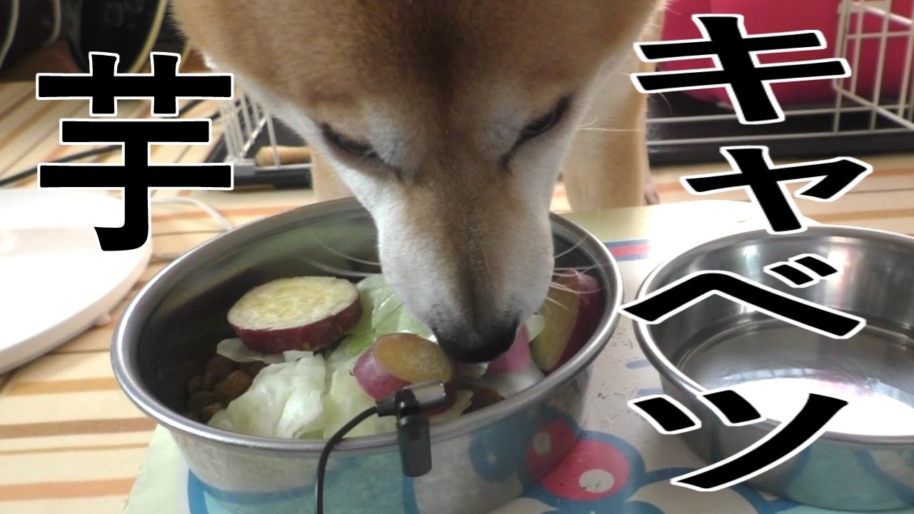 柴犬小春　大迫力！芋もキャベツも入っとるよってに！【ASMR】&今朝こは　飯テロ音フェチ
