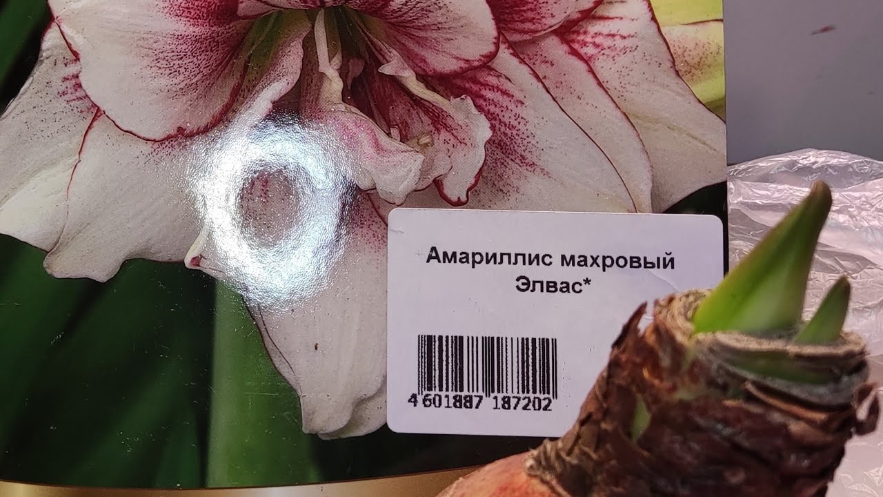 31.01.23 Новый Амариллис/Гиппеаструм махровый сорт ЭЛВАС.Обработка и посадка и поговорим.