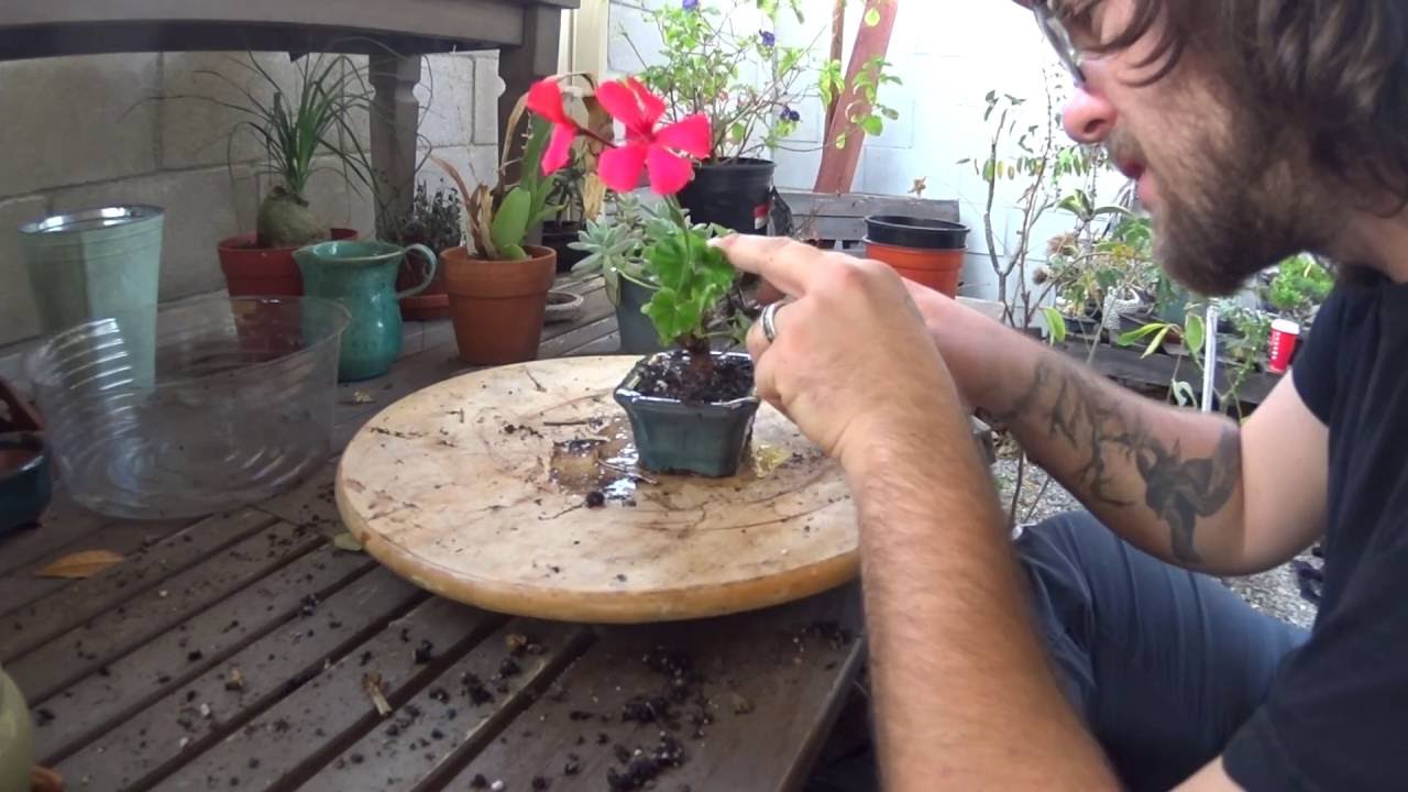 Geranium Bonsai - And I've locked myself out!!