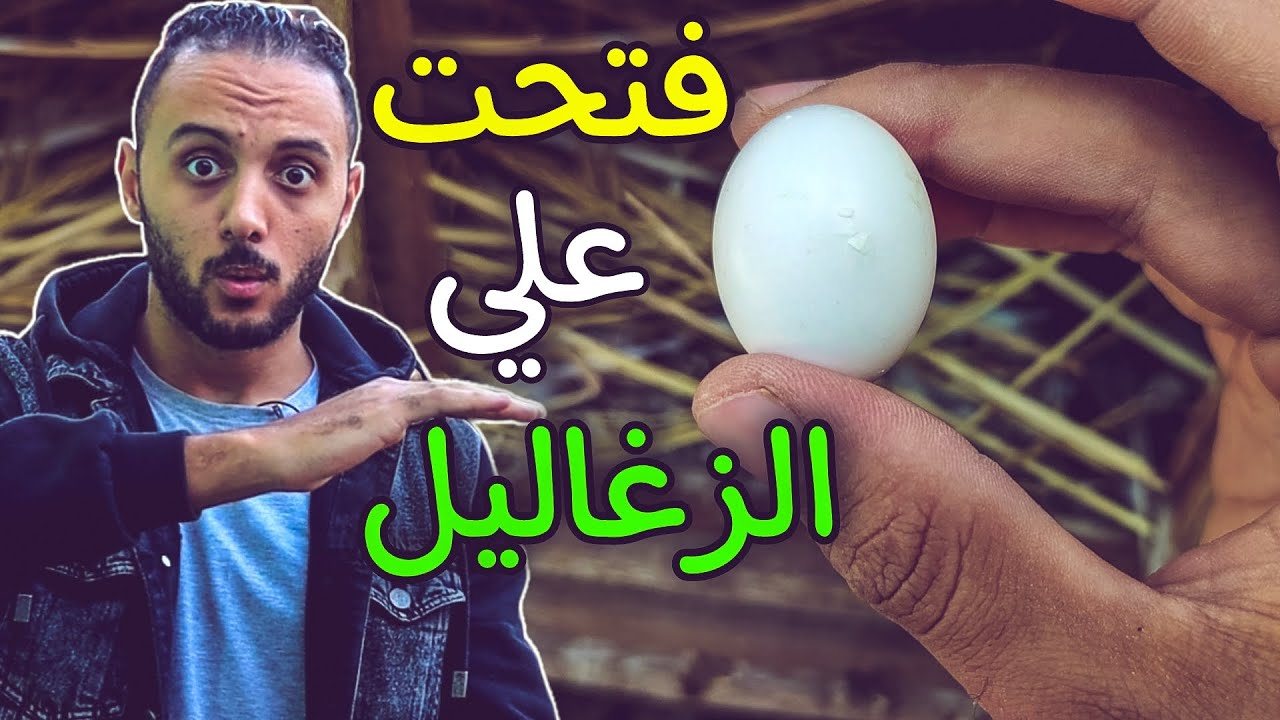 فتحت علي زغاليل الحمام في البيضة ولفيت علي كل زغاليل البرج