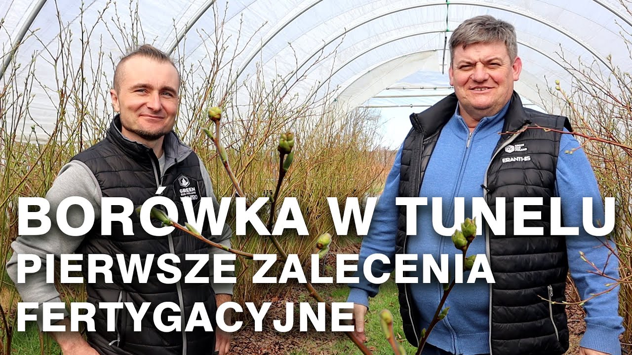 Pierwsze zalecenia fertygacyjne dla borówki w tunelu - Zbyszek Marek