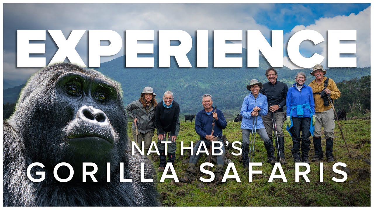 Experience Mountain Gorilla Safaris with Nat Hab