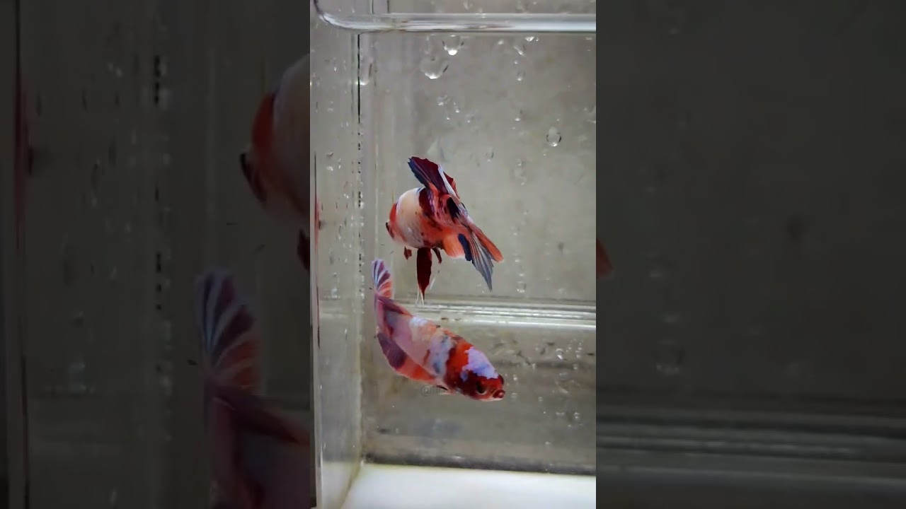 Betta Fish Candy #bettafish #bettakeeper #bettaindonesia
