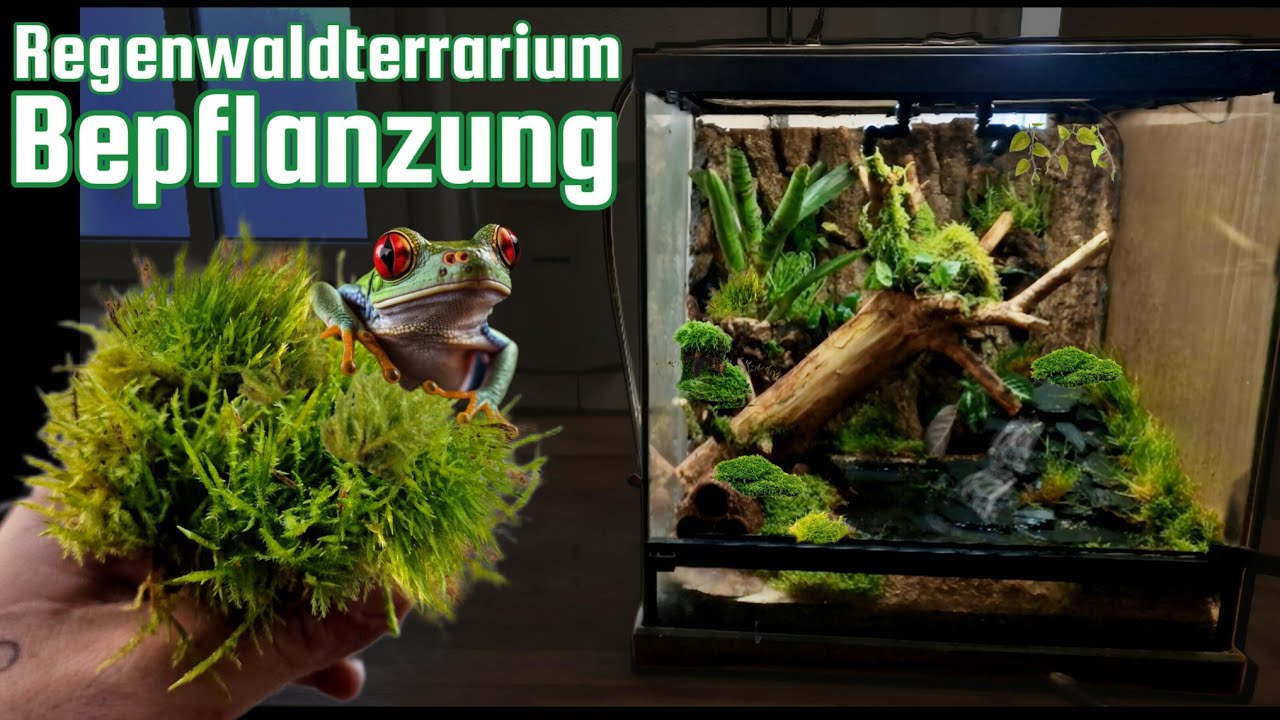 Bepflanzung - Regenwaldterrarium (Exo Terra)  viele Moose 