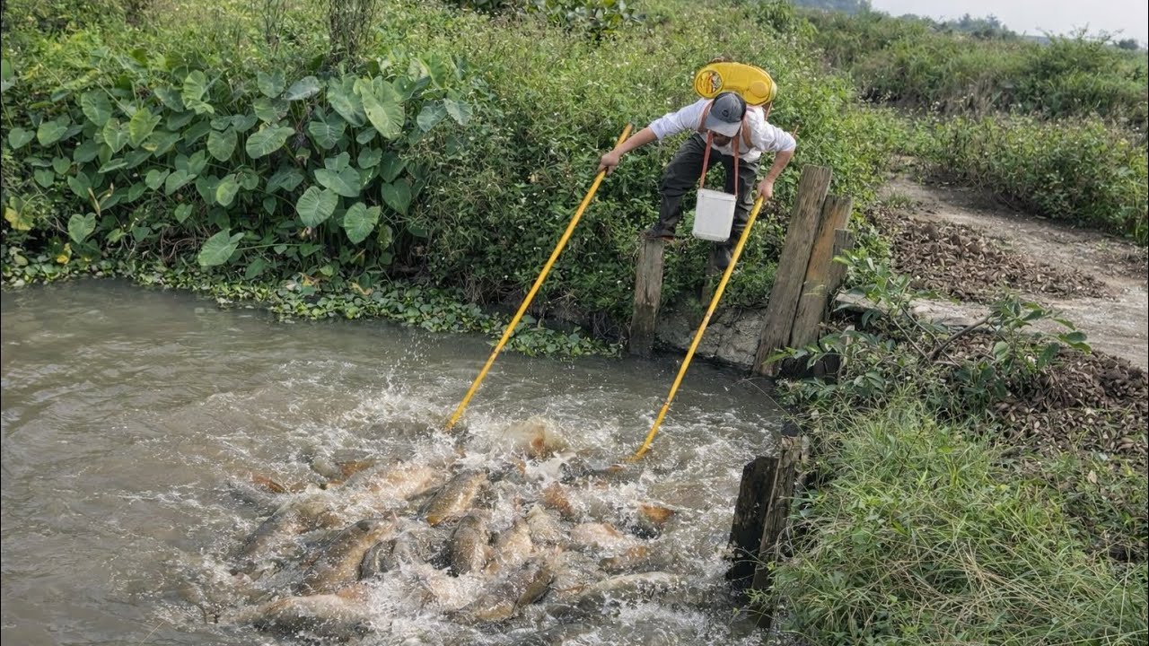 Elite Rice Field Fishing Technique – Absolutely Mind-Blowing!