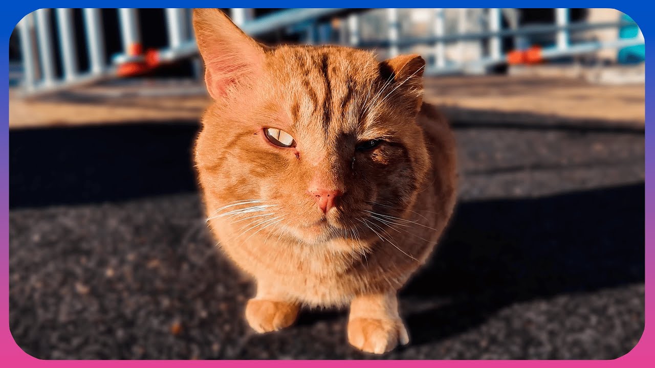 Kitty looks straight into the camera after breakfast [4К 60FPS] ASMR