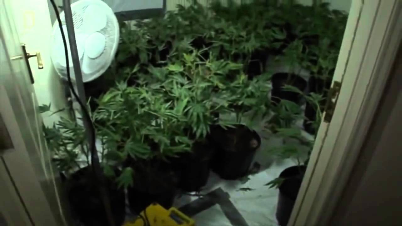 The Super Weed Documentary Documentary & Life Discovery HD