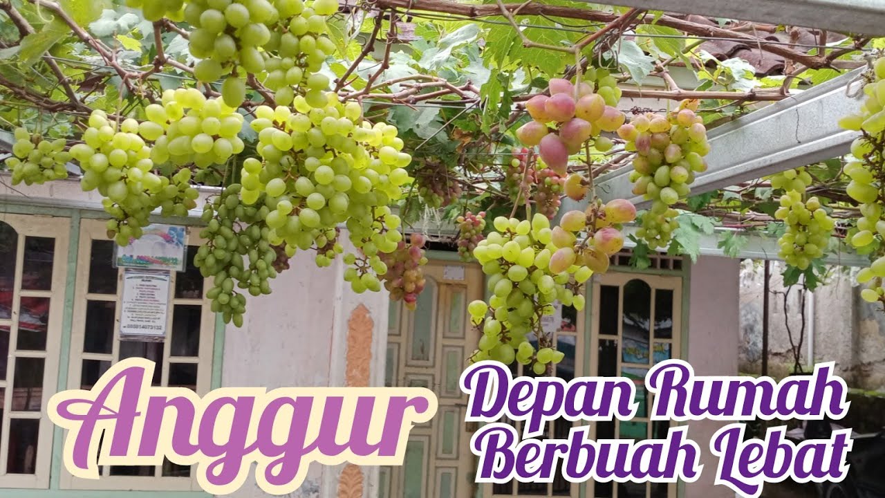 Kebun Anggur di Depan Rumah