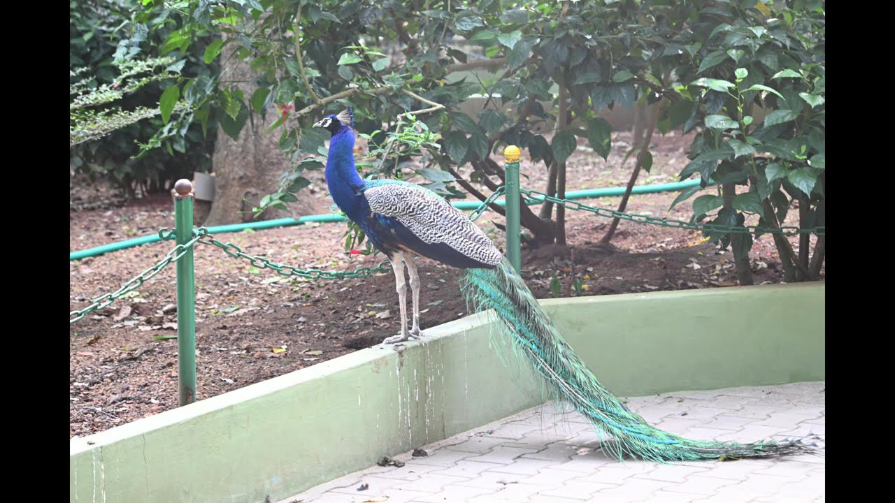 peacock photos