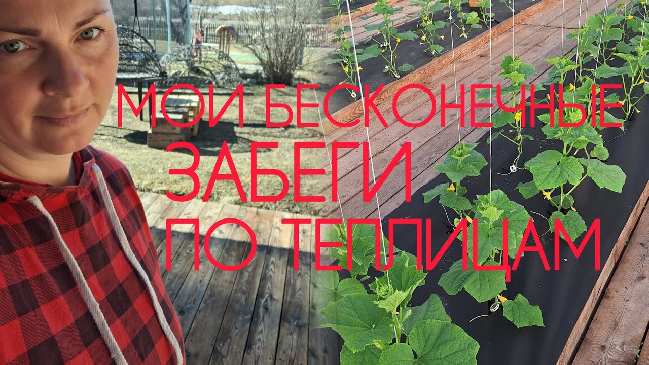 Большая весенняя уборка в горах Алтая.  Худею в теплицах с огурцами